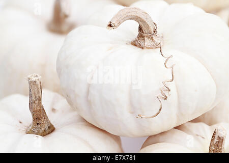 Close up di Bella bianca zucche. Estrema profondità di campo. Foto Stock