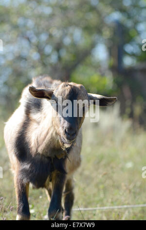 Divertente di capra al ritratto su un verde prato assolato sfondo Foto Stock