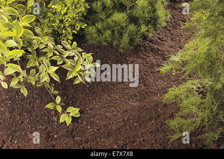 Terreno erba verde crescere Foto Stock