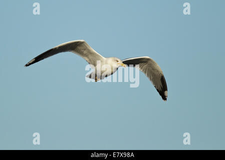 Western giallo-zampe (gabbiano Larus michahellis michahellis), Mediterraneo giallo-zampe, Gabbiano (Laridae), Foto Stock