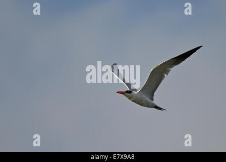 Caspian Tern in volo (Hydroprogne caspia), Caspian Tern Foto Stock