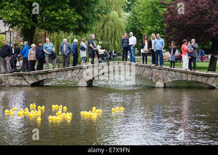 Gara d'anatra sul Fiume Windrush, Bourton-on-the-acqua, Gloucestershire Foto Stock