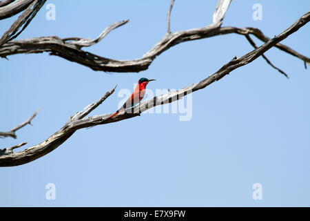 Avifauna africana la bella colorata Carmine bee eater arroccato su di un legno morto ramo, hanno una coda biforcuta & rosso vivo Foto Stock