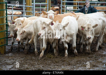 Un asta di bestiame su Manitoulin Island. Foto Stock