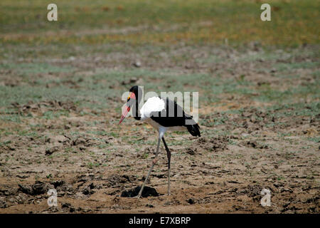 Avifauna africana, il bel rosso bianco & nero Sella-bill stork con gambe lunghe & Bill Foto Stock