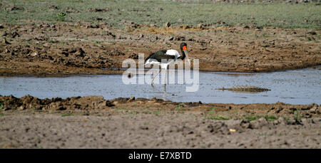 Avifauna africana,bellissima e molto grande Saddlebill Stork, il nero e il bianco del piumaggio è molto caratteristico con faccia rossa stripe Foto Stock