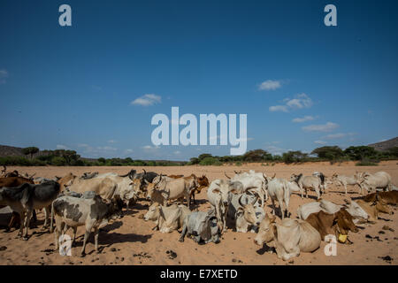 Una mandria di bovini in riposo Sara Conservancy nel nord del Kenya. (Foto di Ami vitale) Foto Stock