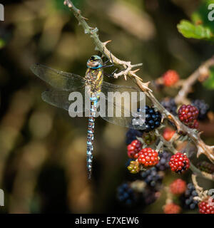 Migrant Hawker Dragonfly, maschio, (Aeshna mixta), su impianto di Blackberry, segale, East Sussex, England, Regno Unito Foto Stock