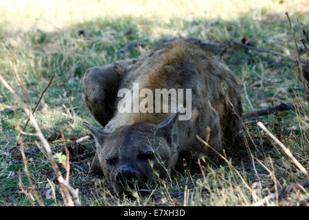 Spotted Hyena noto anche come ridere iena, hanno molto forte frantoio ossa ganasce, questa è la posa in ombra Foto Stock