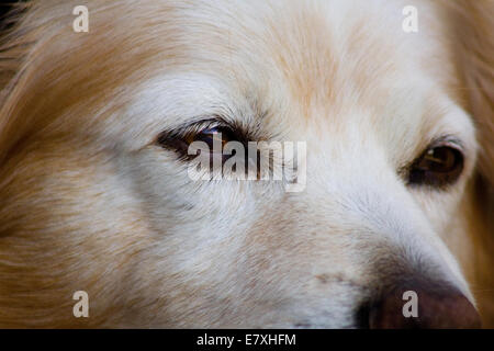 Chiuda il cane Foto Stock