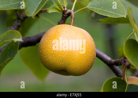 Pyrus pyrifolia. Asian Pera "Nitaka'. Foto Stock