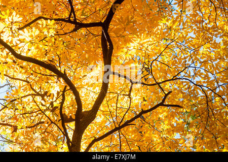 Sassofrasso Albero in autunno Foto Stock