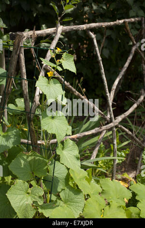 Cetrioli salire su un traliccio rustico in un giardino di casa. Foto Stock