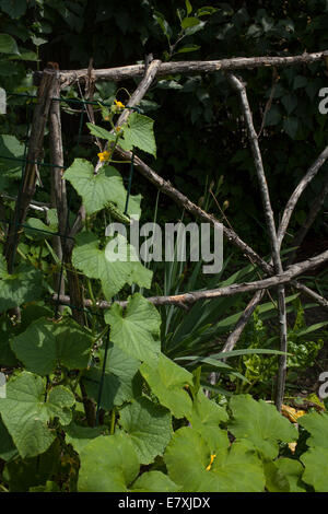 Cetrioli salire su un traliccio rustico in un giardino di casa. Foto Stock