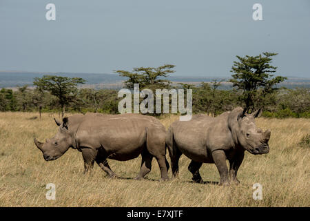 Fatu, (con sawed via clacson) socializes del sud con il rinoceronte bianco a Ol Pejeta Nature Conservancy in Kenya, lei è uno dei la Foto Stock