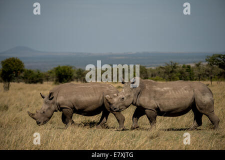 Fatu, (con sawed via clacson) socializes del sud con il rinoceronte bianco a Ol Pejeta Nature Conservancy in Kenya, lei è uno dei la Foto Stock