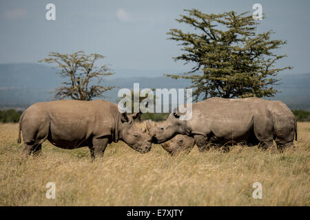 Fatu, (con sawed via clacson) socializes del sud con il rinoceronte bianco a Ol Pejeta Nature Conservancy in Kenya. Lei è uno dei la Foto Stock