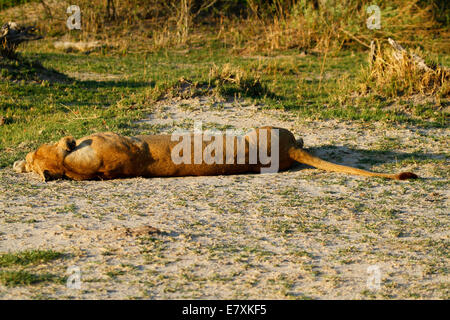 Il Regal lion dell'Africa di top & più temuto predatore apex, vedere la definizione muscolare sulla schiena molto forte degli animali stabilisce Foto Stock