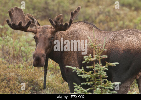 Toro giovane Alce (Alces alces) con corna in velluto che promuove la crescita attraverso l'estate a essere versato prima della caduta r Foto Stock