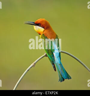 Bella gruccione bird, castagne e intitolata Gruccione (Merops leschenaulti), seduto su un ramo Foto Stock