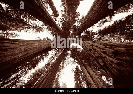 Albero Gigante closeup nel Parco Nazionale di Sequoia Foto Stock