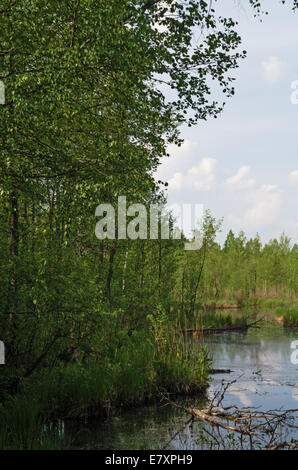 Piccola Foresta Fiume. Il fiume scorre attraverso un bog. Foto Stock