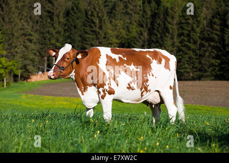 Red Holstein Bovini, bestiame bovino di caseificio indossando un capestro su un prato, Tirolo del nord, Austria Foto Stock