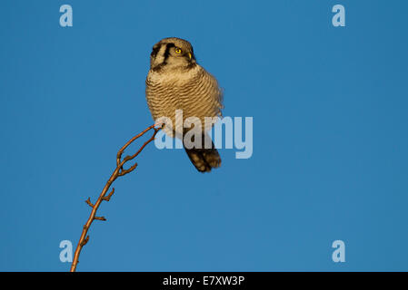 Hawk Owl (surnia ulula), Sassonia, Germania Foto Stock