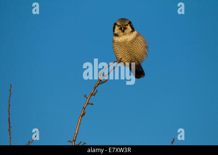 Hawk Owl (surnia ulula), Sassonia, Germania Foto Stock