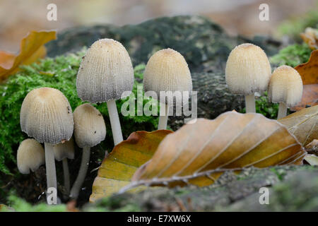 Glistenin Ink-tappo o cappuccio di mica (Coprinellus micaceus), Emsland, Bassa Sassonia, Germania Foto Stock