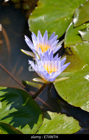 Egiziano Blu Water Lilies o sacra Gigli blu (Nymphaea caerulea), Sud Luangwa National Park, Luangwa Valley, Zambia Foto Stock