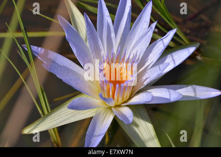 Blu acqua egiziana Lily o sacro giglio azzurro (Nymphaea caerulea), Sud Luangwa National Park, Luangwa Valley, Zambia Foto Stock