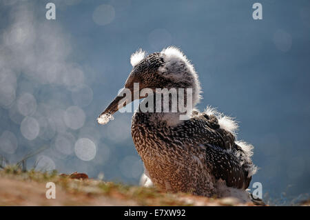 Northern Gannet (Morus bassanus), chick, Isola di Helgoland, Schleswig-Holstein, Germania Foto Stock