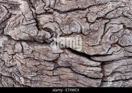 Legno stagionato, La Palma Isole Canarie Spagna Foto Stock