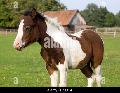 Carino giovane pony Shetland puledro Foto Stock