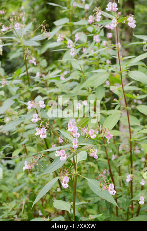 L'Himalayan Balsamina Impatiens glandulifera, invasivo introdotto non pianta nativa, Wales, Regno Unito. Foto Stock