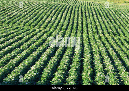 Hokkaido, Giappone Foto Stock