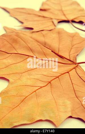 Immagine di un mucchio di foglie secche in autunno con un effetto retrò Foto Stock