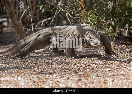 Drago di Komodo Foto Stock