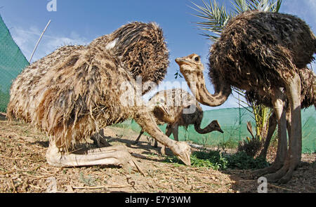 Ostrich visto in una fattoria nell'isola di Maiorca, SPAGNA Foto Stock