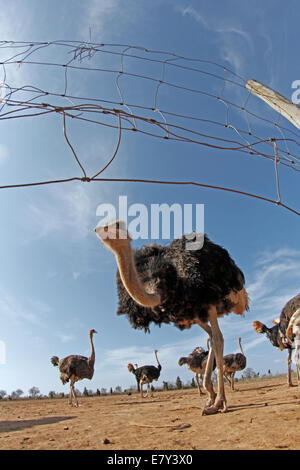 Ostrich visto in una fattoria nell'isola di Maiorca, SPAGNA Foto Stock