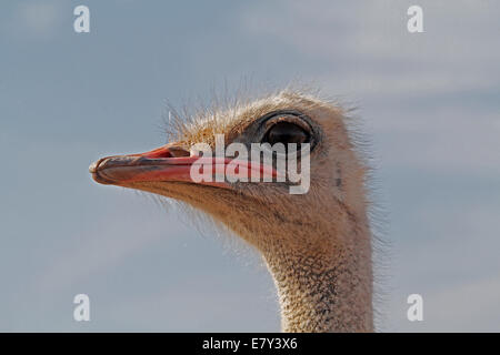 Ostrich visto in una fattoria nell'isola di Maiorca, SPAGNA Foto Stock