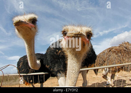 Ostrich visto in una fattoria nell'isola di Maiorca, SPAGNA Foto Stock