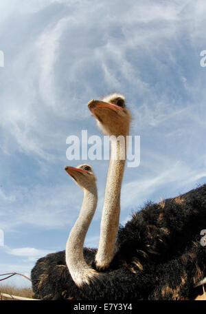 Ostrich visto in una fattoria nell'isola di Maiorca, SPAGNA Foto Stock