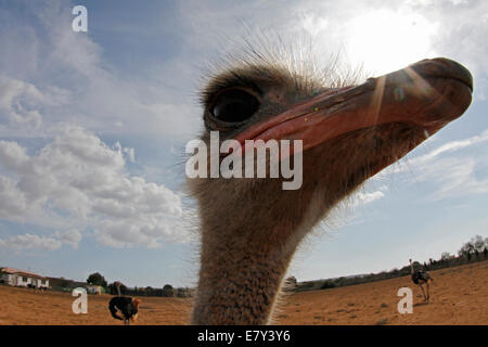 Ostrich visto in una fattoria nell'isola di Maiorca, SPAGNA Foto Stock