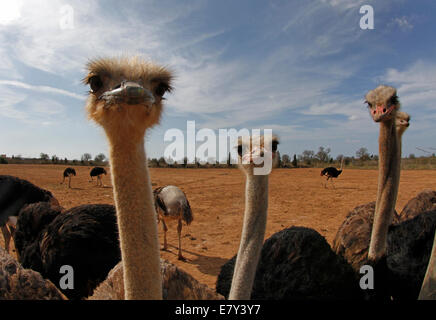 Ostrich visto in una fattoria nell'isola di Maiorca, SPAGNA Foto Stock