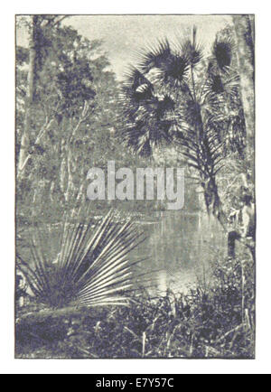 Questa illustrazione del 1889 dalla Florida raffigura la fitta vegetazione e la crescita del rango lungo un fiume, fornendo una visione dell'ambiente lussureggiante e selvaggio della regione durante la fine del XIX secolo. Foto Stock