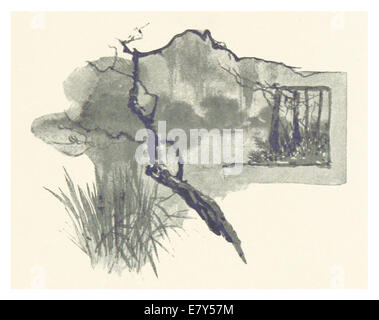 Questa illustrazione del 1889 della Florida raffigura il muschio spagnolo, una specie di piante distintiva spesso trovata appesa agli alberi nel sud-est degli Stati Uniti, in particolare nelle aree paludose. Foto Stock