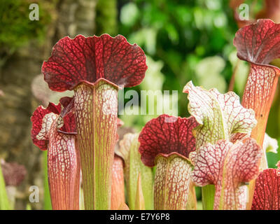 Malvern, Worcestershire, Regno Unito 26 Settembre 2014. Malvern autunno mostra si prepara ad accogliere i visitatori Sabato e Domenica, Malvern, Regno Unito. Nella foto: nuovo di zecca Sarracenia hybrid C.V. Rita Soper introdotto all'autunno Malvern Visualizza da Hampshire piante carnivore Credito: Ian Thwaites/Alamy Live News Foto Stock