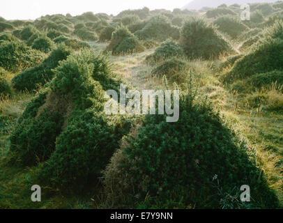 Gorse arbusti potati sfogliando le pecore, Bardsey Island, Galles Foto Stock